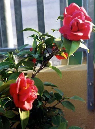 Viale Venezia Apartmanhotel Verona