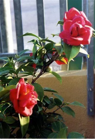 비알레 베네치아 아파트호텔 베로나