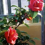 Viale Venezia מלון דירות ורונה